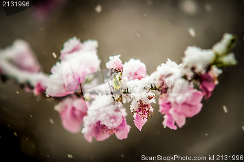 Image of peach blossom in snow