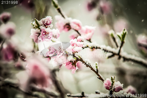 Image of peach blossom in snow