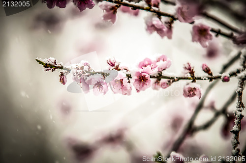 Image of peach blossom in snow