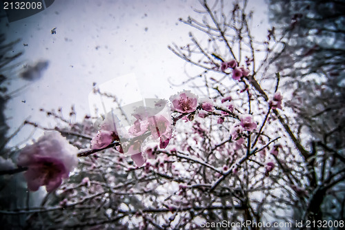 Image of peach blossom in snow