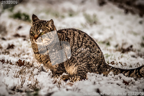 Image of cat in the snow