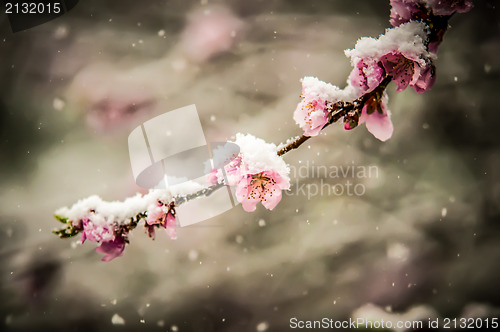 Image of peach blossom in snow