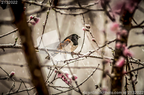 Image of bird on a tree in snow