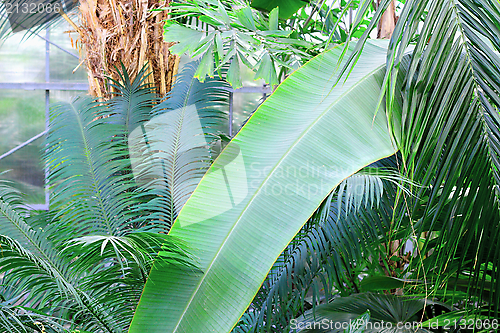 Image of banana leaf in greenhouse
