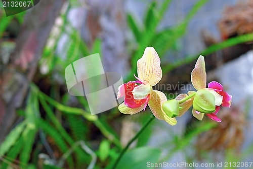 Image of beautiful orchid in the greenhouse