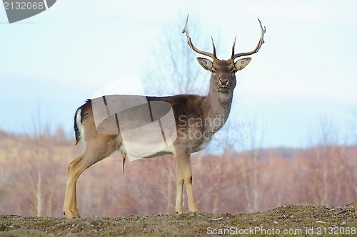 Image of big deer buck