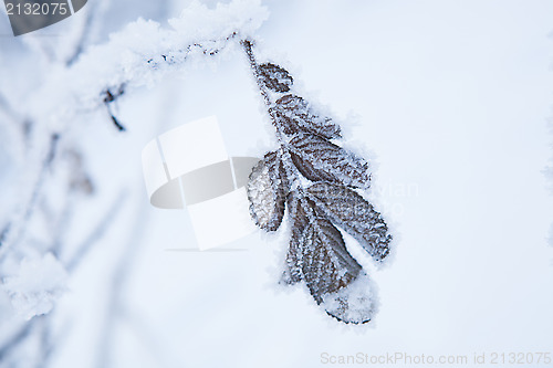 Image of Snow covered leaves