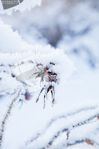 Image of Snow covered roseberry