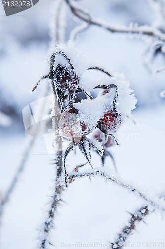 Image of Snow covered roseberry