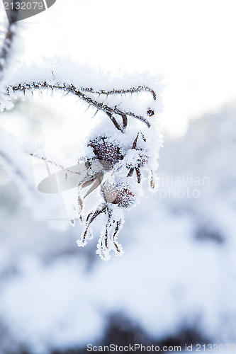 Image of Snow covered roseberry