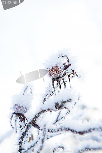 Image of Snow covered roseberry