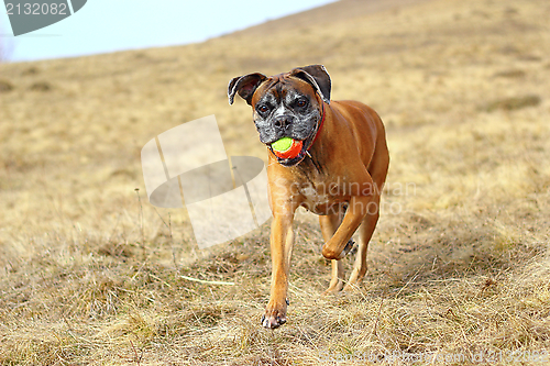 Image of boxer with colorful ball