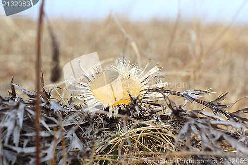 Image of carlina acaulis