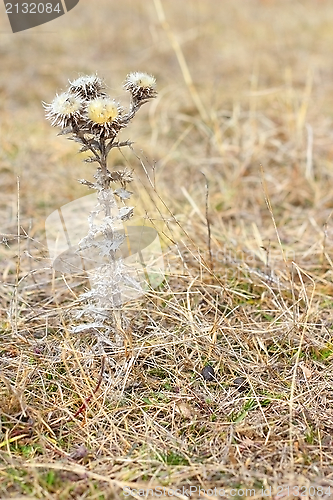 Image of carlina vulgaris