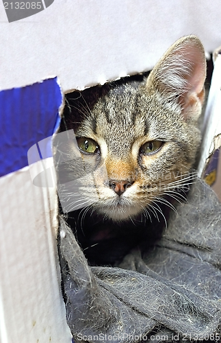 Image of cat in carton box