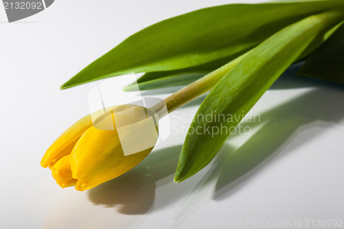 Image of Yellow tulip  
