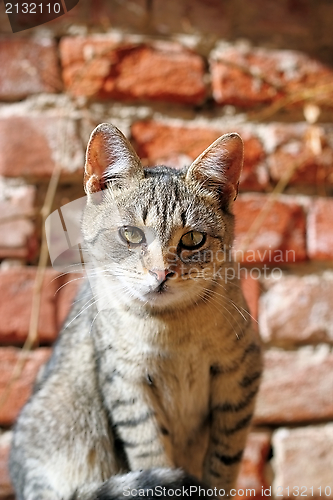 Image of curious kitten