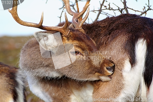 Image of deer scratching because of  ticks