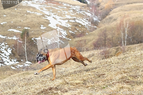 Image of dog running outside