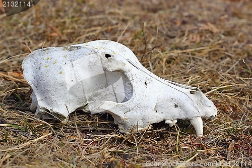 Image of dog skul canine detail