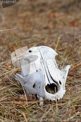 Image of dog skul in the grass