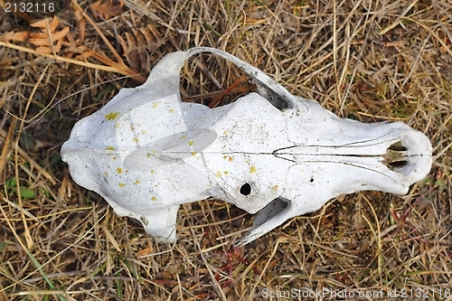 Image of dog skull view from above