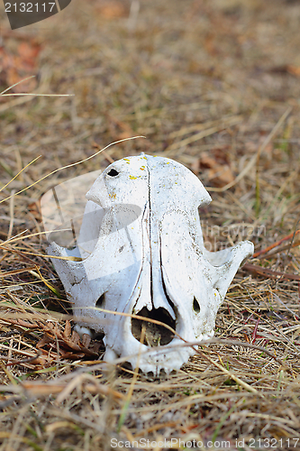 Image of dog skull