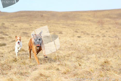 Image of dogs coming with a ball