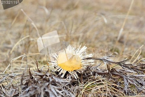 Image of faded carlina acaulis