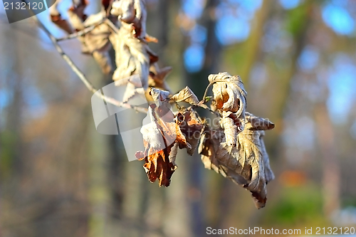 Image of faded leaves in winter