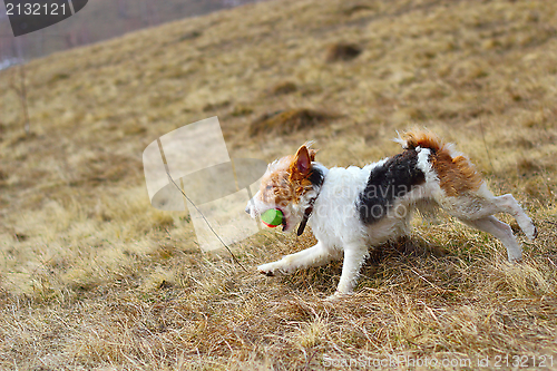 Image of fox terrier in the field