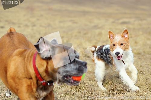 Image of fox terrier playing with boxer