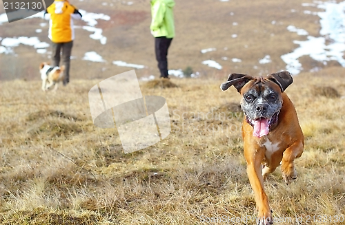 Image of happy boxer breed