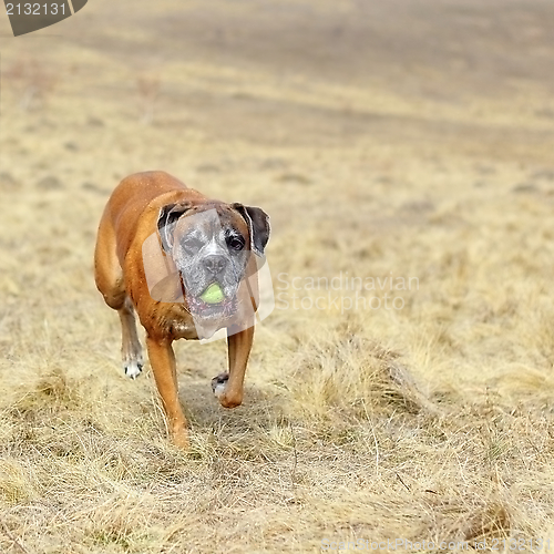 Image of happy dog in the filed