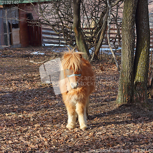 Image of orange donkey