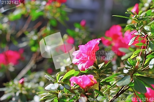 Image of pink rhododendron ( azalea )