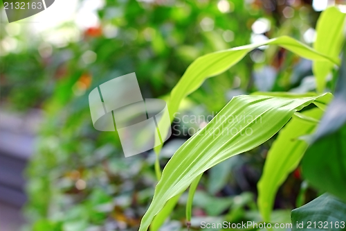 Image of plants in the greenhouse