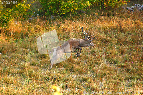 Image of red deer buck jumping