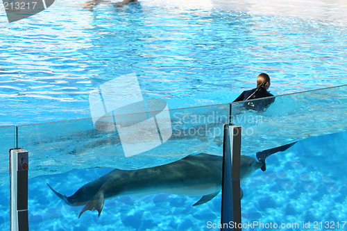 Image of diver pushed along by dolphins