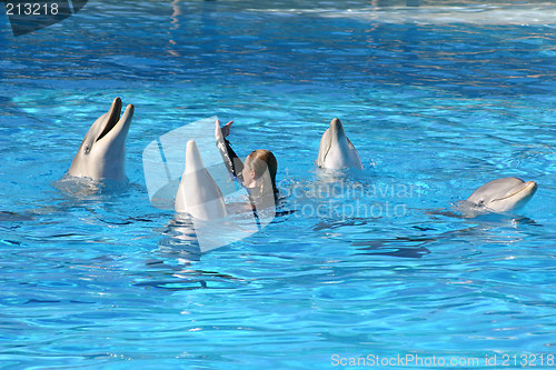 Image of four dolphins and girl