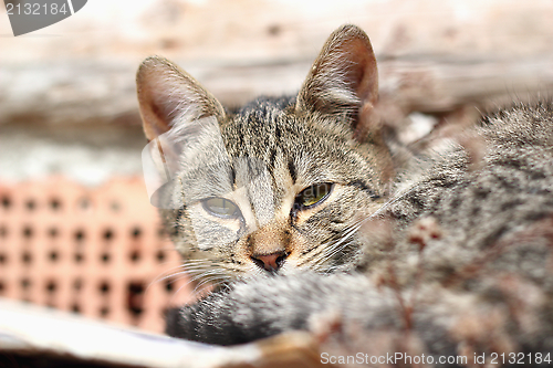 Image of sleepy cat