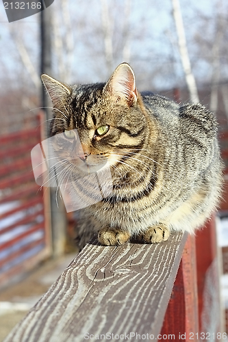 Image of striped cat on the fence