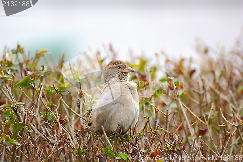 Image of young female house sparrow