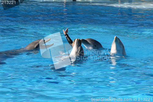 Image of dolphins turning