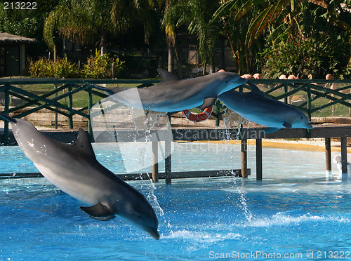 Image of leaping dolphins