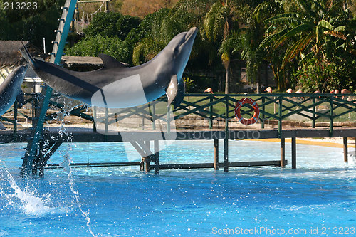 Image of leaping dolphins