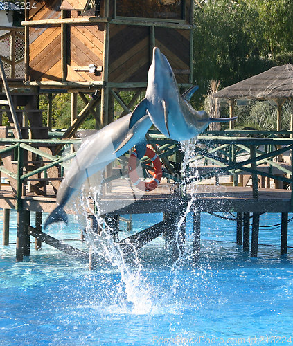 Image of jumping dolphins