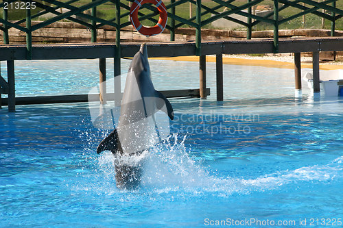 Image of dolphin walking on its tail