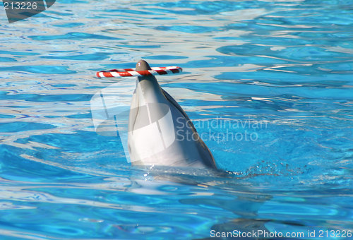 Image of dolphin with a hoop