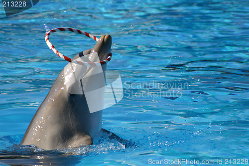 Image of dolphin and hoop